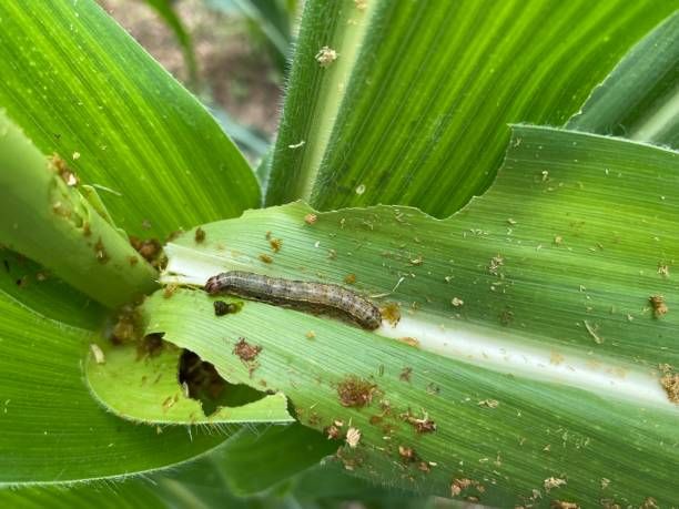 Insect and Pest Control
