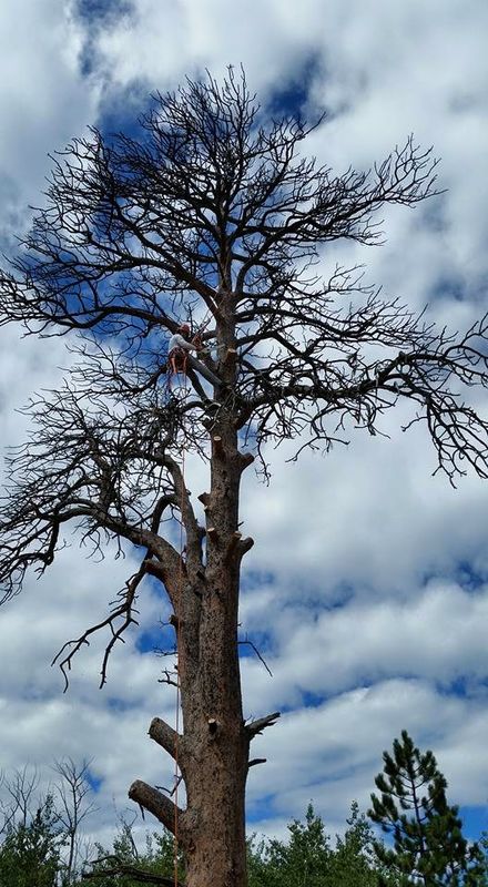 Tree Risk Consultation