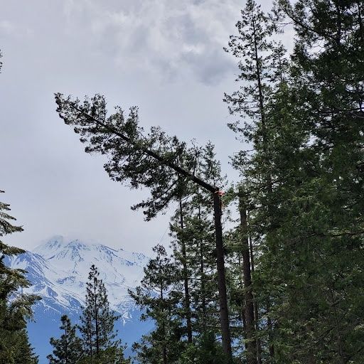 Taking Big Tops and a Leaning Pine the Right Way — Mount Shasta, CA