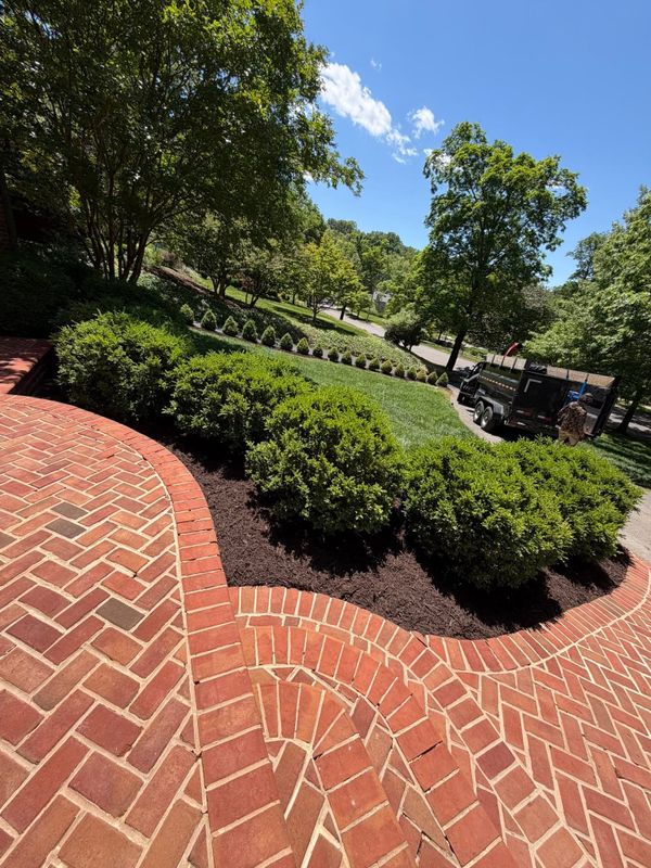 Shrub and Hedge Care