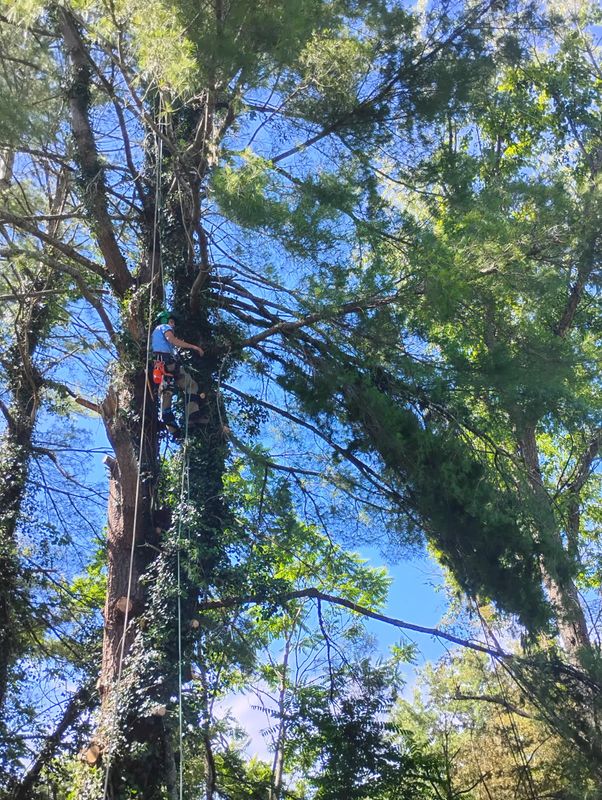 Tree Removal gallery