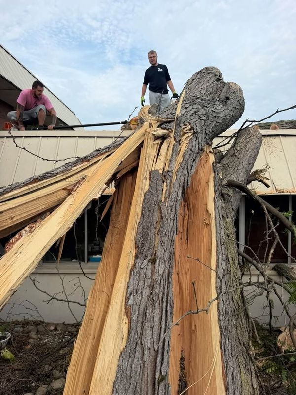 Tree Removal