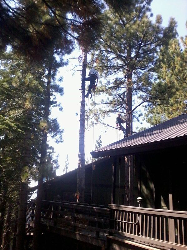 Tree Removal gallery