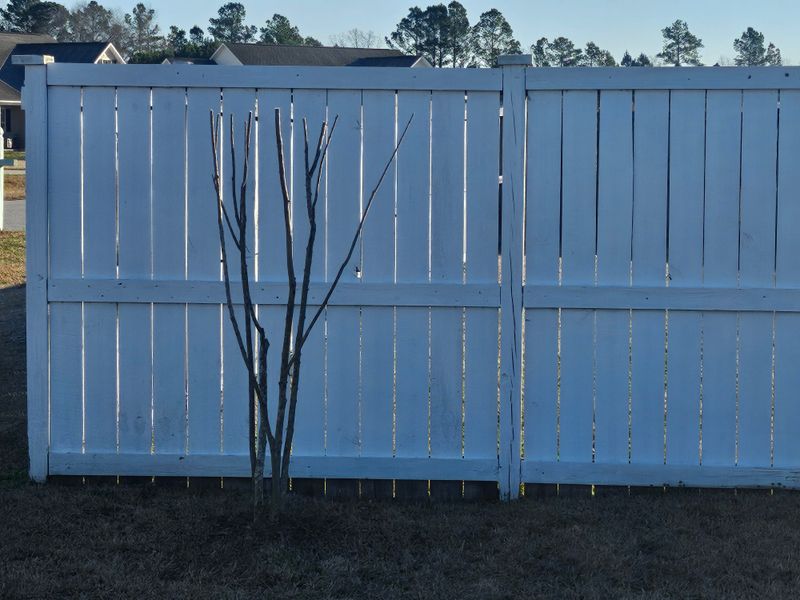 Crepe Myrtle Trimming