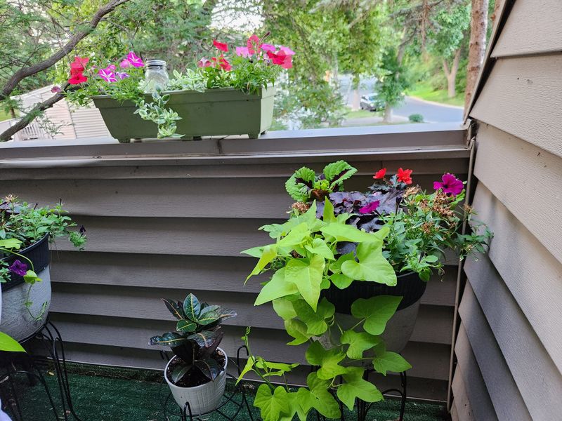 Landscape Design