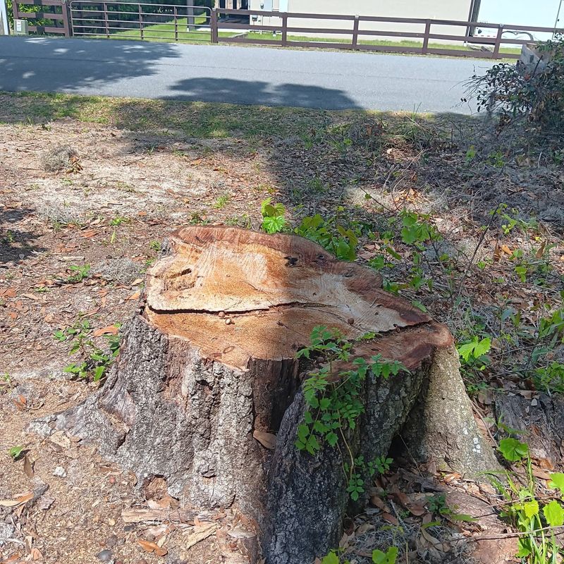 Tree Removal