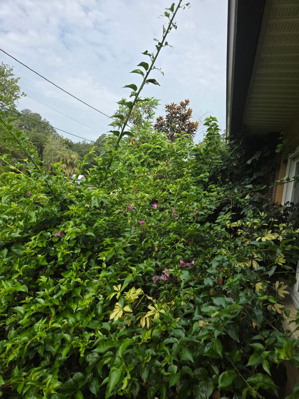 Tree and Hedge Care