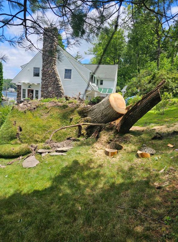 Tree Removal gallery