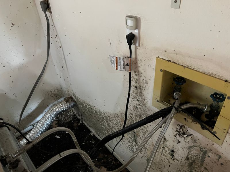 Mold Remediation