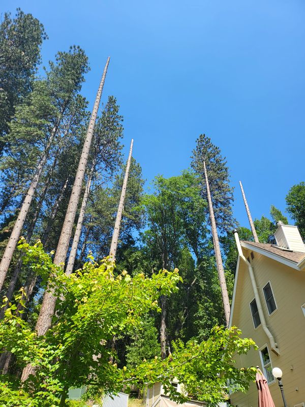 Tree Removal gallery