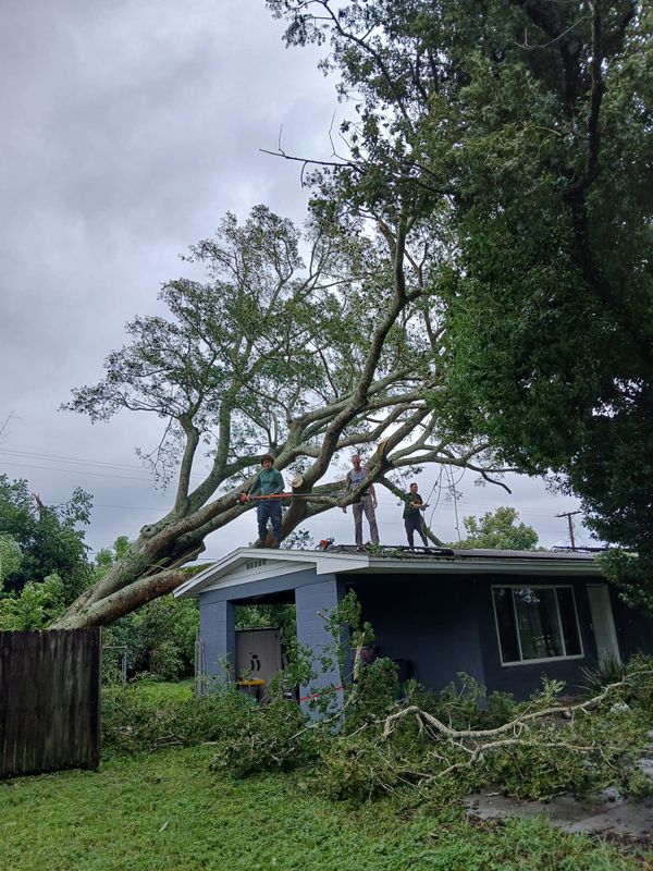 Tree Services