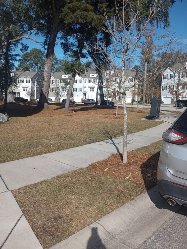 Tree & Shrub Care
