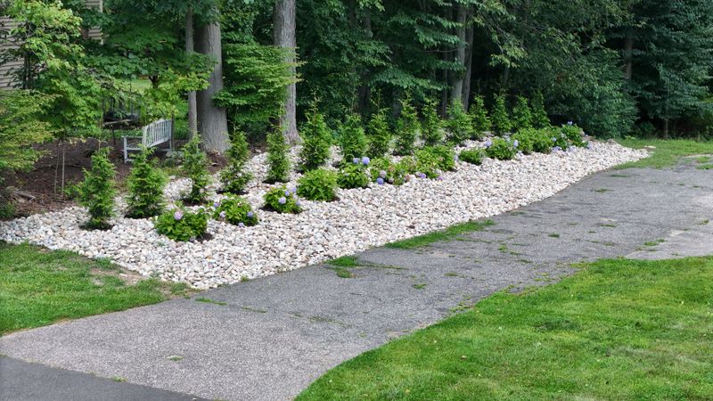Privacy Plantings