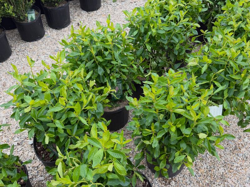 Juniper/Privacy Trees