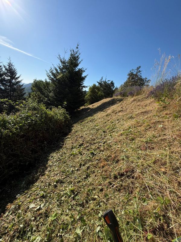 Brush Clearing