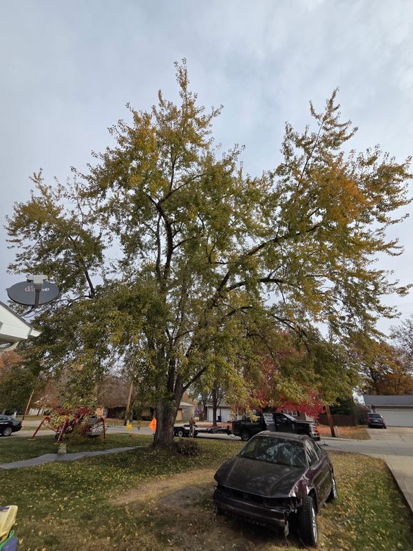 Tree Trimming