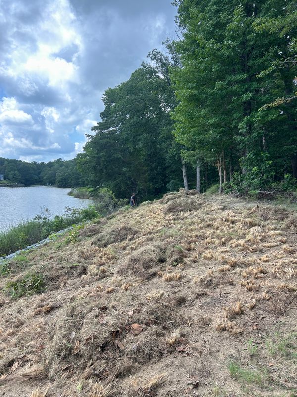 River Bank Clearing  gallery