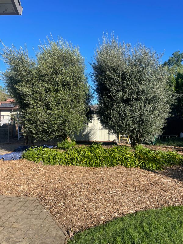 Olive Tree Care