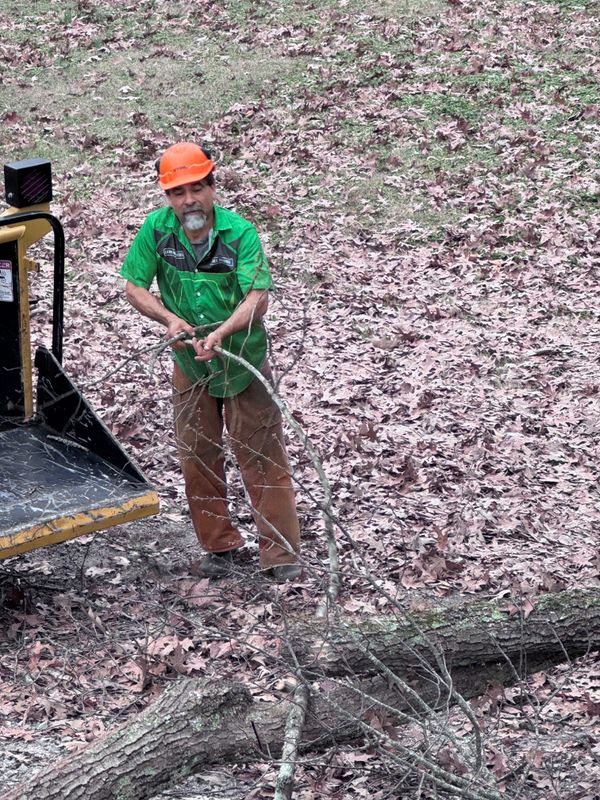 Tree Removal