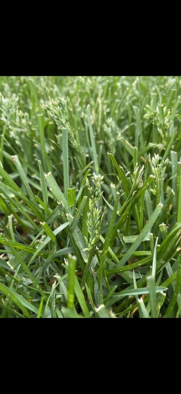 Seasonal Lawn Care