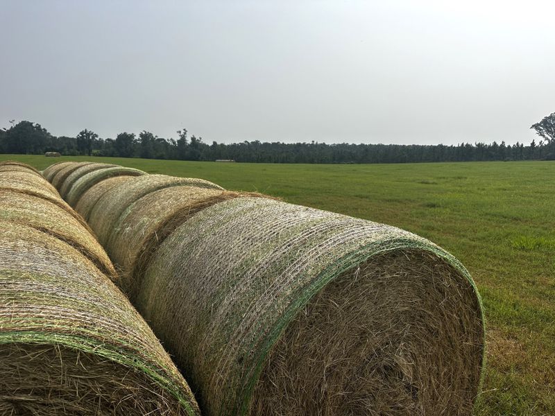 Rolled Hay