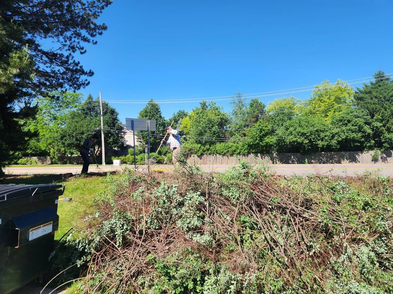 Tree Trimming