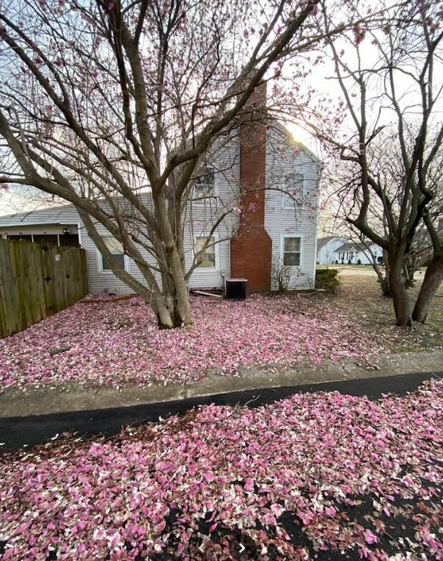 Revitalizing Home Exteriors: NPR Roofers' Siding Restoration Success