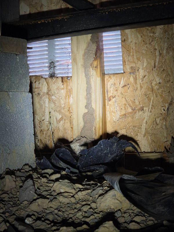 Termite Inspection & Treatment