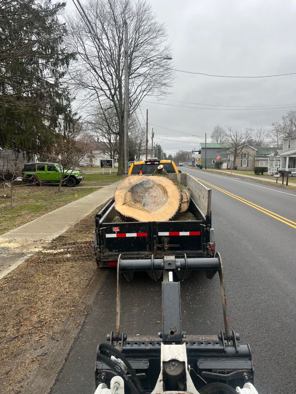 Tree Removal