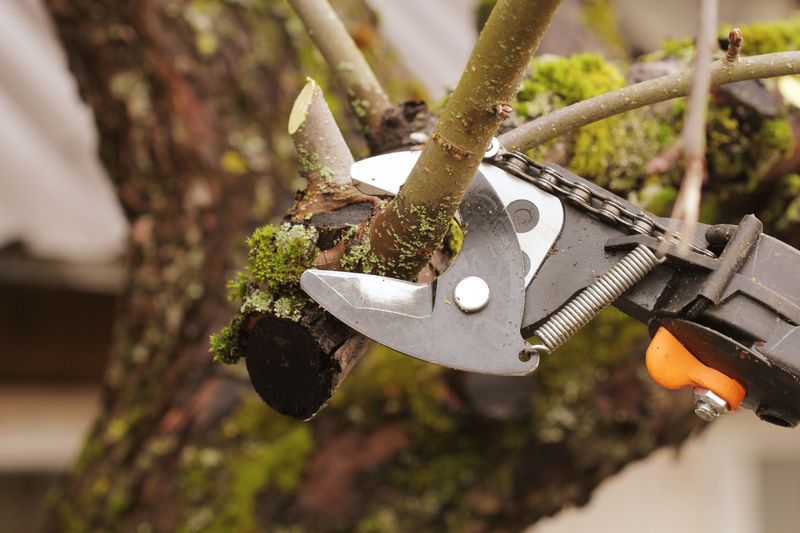 Tree Services
