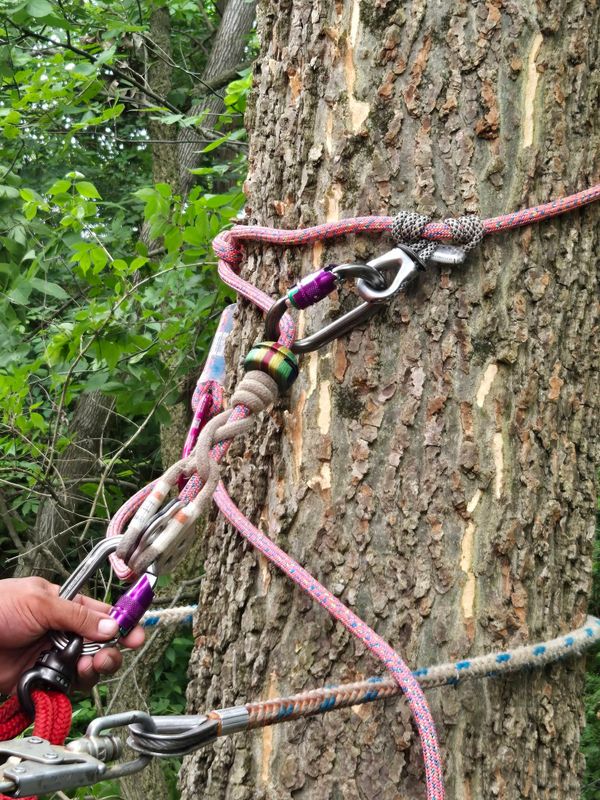 Tree Removal