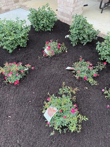 Mulch Installation