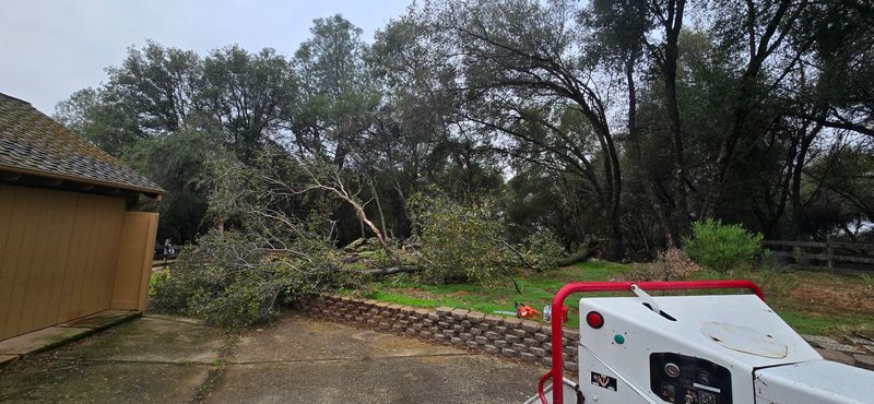 Hazardous Tree Services