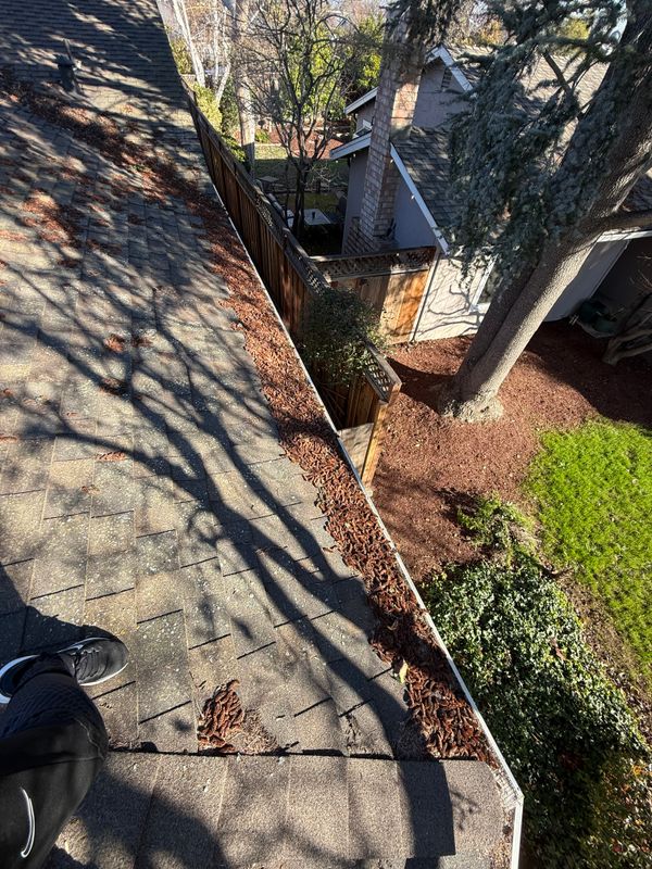 Moss Removal 