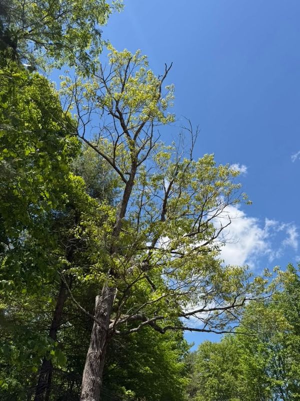 Tree Trimming