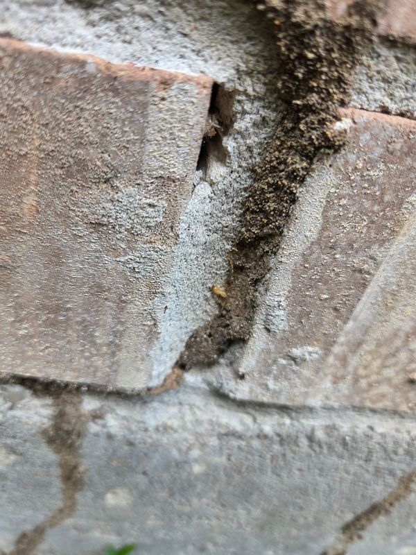 Termite Inspection & Treatment