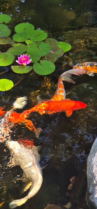 Ecosystem Ponds