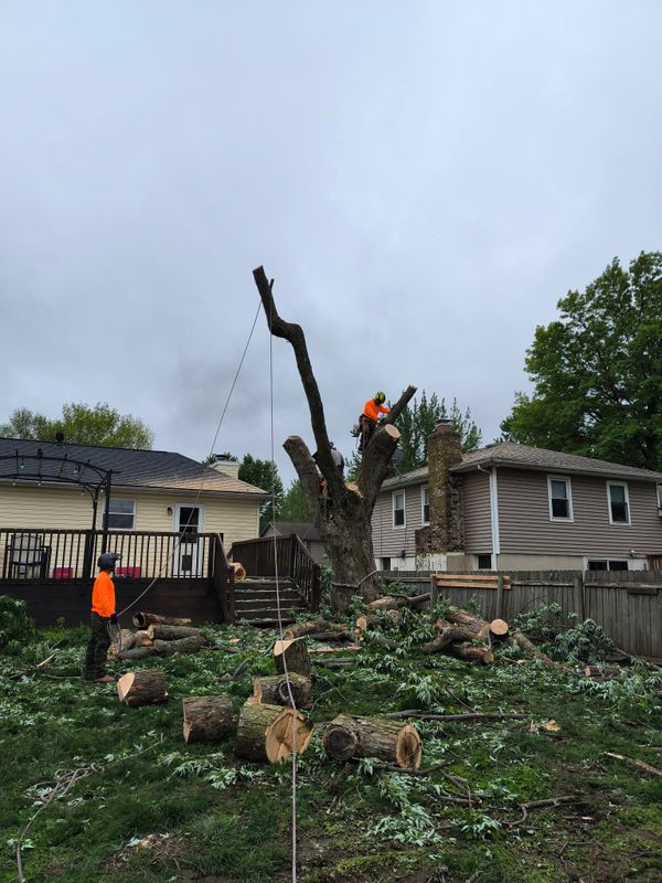 Tree Removal gallery