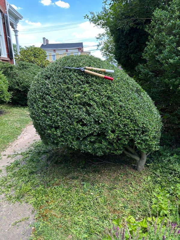 Hedge Trimming & Topiary