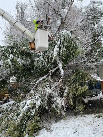 Tree Trimming