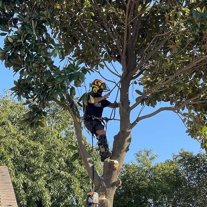 Tree Removal