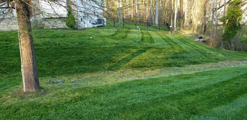 Lawn Maintenance