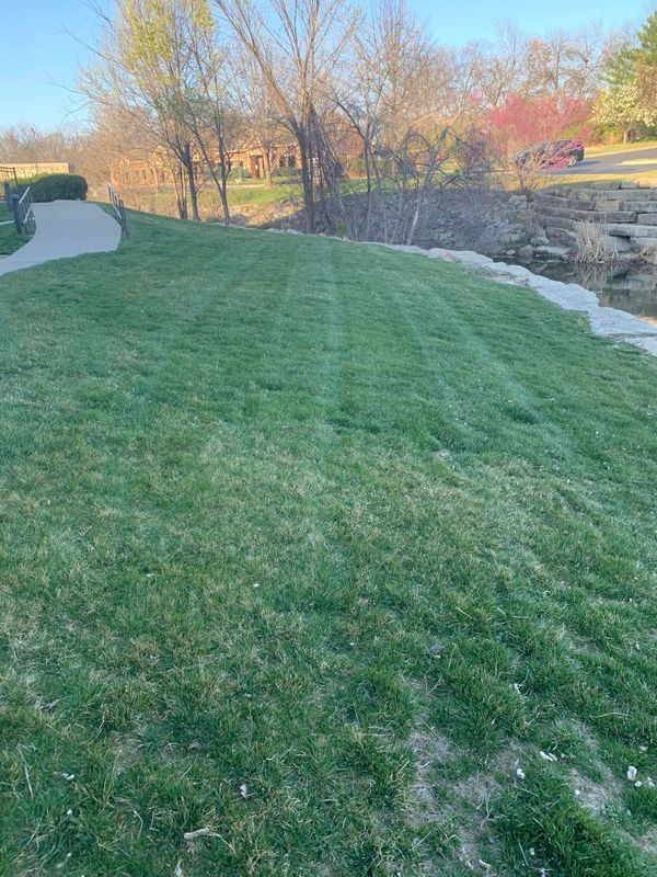 Lawn Care and Maintenance