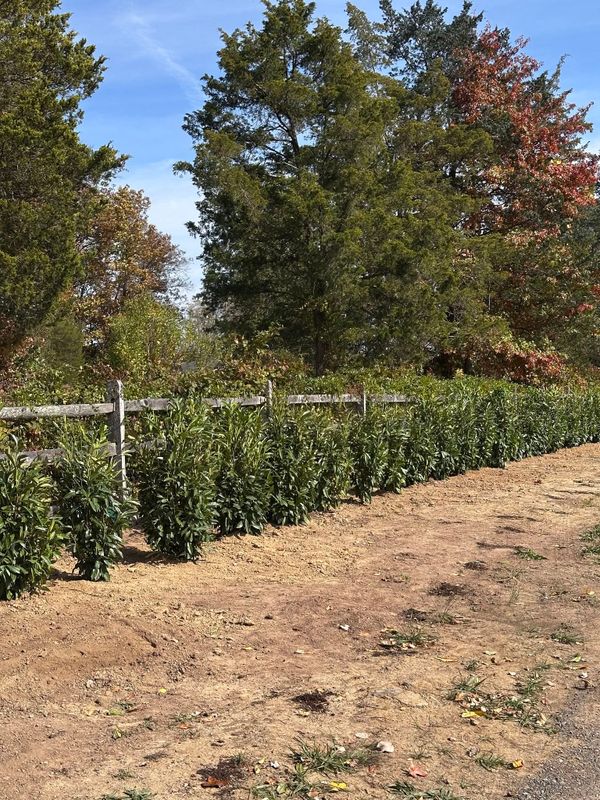 Tree & Shrub Care