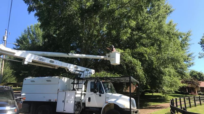 Tree Trimming