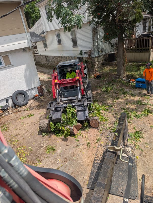 Tree Removal