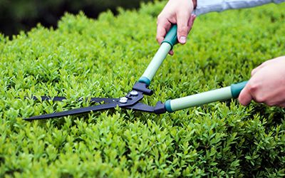 Shrub Trimming