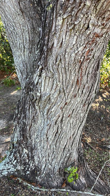 Tree Inspections