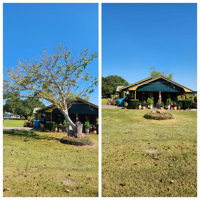 Tree Removal