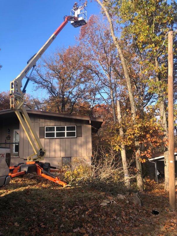 Tree Removal gallery